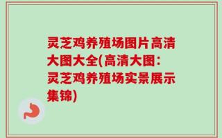 灵芝鸡养殖场图片高清大图大全(高清大图：灵芝鸡养殖场实景展示集锦)