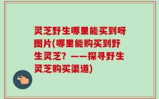 灵芝野生哪里能买到呀图片(哪里能购买到野生灵芝？——探寻野生灵芝购买渠道)