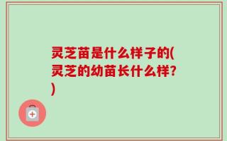 灵芝苗是什么样子的(灵芝的幼苗长什么样？)