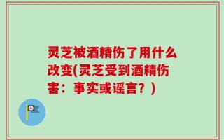 灵芝被酒精伤了用什么改变(灵芝受到酒精伤害：事实或谣言？)