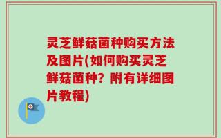 灵芝鲜菇菌种购买方法及图片(如何购买灵芝鲜菇菌种？附有详细图片教程)