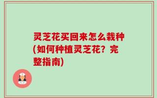 灵芝花买回来怎么栽种(如何种植灵芝花？完整指南)
