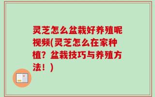 灵芝怎么盆栽好养殖呢视频(灵芝怎么在家种植？盆栽技巧与养殖方法！)