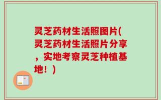 灵芝药材生活照图片(灵芝药材生活照片分享，实地考察灵芝种植基地！)