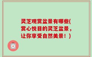 灵芝观赏盆景有哪些(赏心悦目的灵芝盆景，让你享受自然美景！)