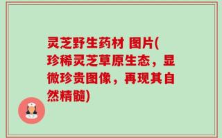 灵芝野生药材 图片(珍稀灵芝草原生态，显微珍贵图像，再现其自然精髓)