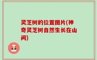 灵芝树的位置图片(神奇灵芝树自然生长在山间)