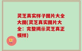 灵芝真实样子图片大全大图(灵芝真实图片大全：完整揭示灵芝真正模样)