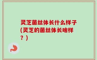 灵芝菌丝体长什么样子(灵芝的菌丝体长啥样？)
