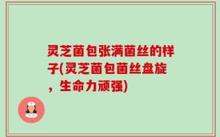 灵芝菌包张满菌丝的样子(灵芝菌包菌丝盘旋，生命力顽强)