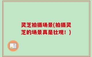 灵芝拍摄场景(拍摄灵芝的场景真是壮观！)