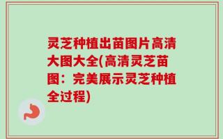 灵芝种植出苗图片高清大图大全(高清灵芝苗图：完美展示灵芝种植全过程)