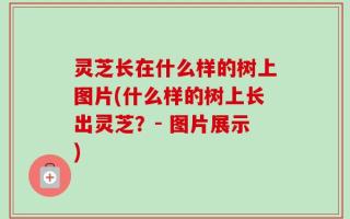 灵芝长在什么样的树上图片(什么样的树上长出灵芝？- 图片展示)