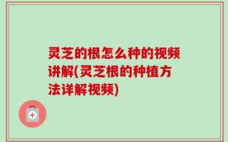 灵芝的根怎么种的视频讲解(灵芝根的种植方法详解视频)