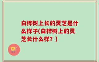 白桦树上长的灵芝是什么样子(白桦树上的灵芝长什么样？)