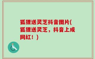 狐狸送灵芝抖音图片(狐狸送灵芝，抖音上成网红！)