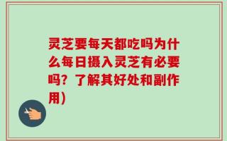 灵芝要每天都吃吗为什么每日摄入灵芝有必要吗？了解其好处和副作用)