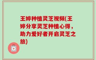 王婷种植灵芝视频(王婷分享灵芝种植心得，助力爱好者开启灵芝之旅)