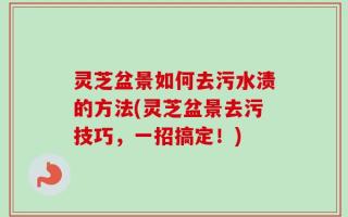 灵芝盆景如何去污水渍的方法(灵芝盆景去污技巧，一招搞定！)