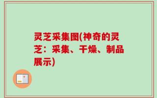 灵芝采集图(神奇的灵芝：采集、干燥、制品展示)
