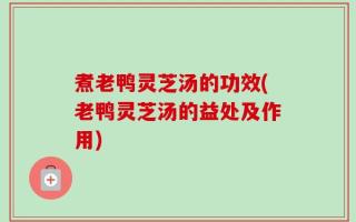 煮老鸭灵芝汤的功效(老鸭灵芝汤的益处及作用)