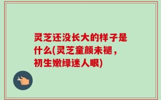 灵芝还没长大的样子是什么(灵芝童颜未褪，初生嫩绿迷人眼)