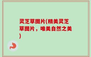 灵芝草图片(精美灵芝草图片，唯美自然之美)