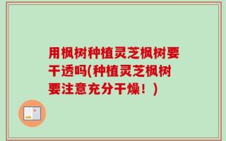 用枫树种植灵芝枫树要干透吗(种植灵芝枫树要注意充分干燥！)