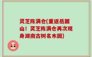 灵芝陈满仓(重返岳麓山！灵芝陈满仓再次现身湖南古树名木园)