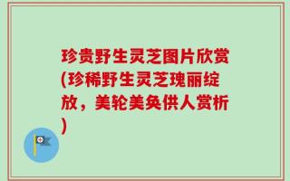 珍贵野生灵芝图片欣赏(珍稀野生灵芝瑰丽绽放，美轮美奂供人赏析)