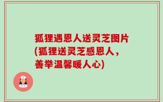 狐狸遇恩人送灵芝图片(狐狸送灵芝感恩人，善举温馨暖人心)