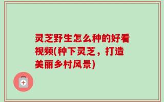 灵芝野生怎么种的好看视频(种下灵芝，打造美丽乡村风景)