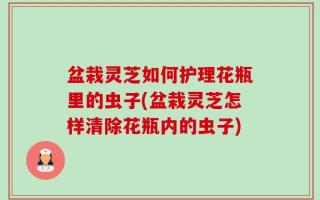 盆栽灵芝如何护理花瓶里的虫子(盆栽灵芝怎样清除花瓶内的虫子)