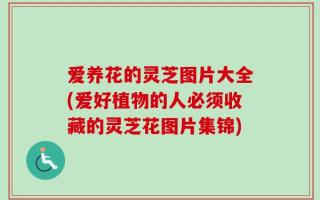 爱养花的灵芝图片大全(爱好植物的人必须收藏的灵芝花图片集锦)