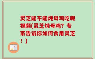 灵芝能不能炖母鸡吃呢视频(灵芝炖母鸡？专家告诉你如何食用灵芝！)