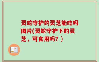 灵蛇守护的灵芝能吃吗图片(灵蛇守护下的灵芝，可食用吗？)