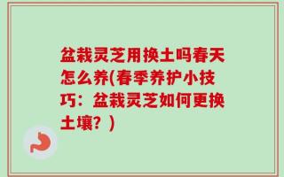 盆栽灵芝用换土吗春天怎么养(春季养护小技巧：盆栽灵芝如何更换土壤？)
