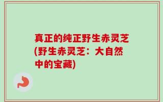真正的纯正野生赤灵芝(野生赤灵芝：大自然中的宝藏)