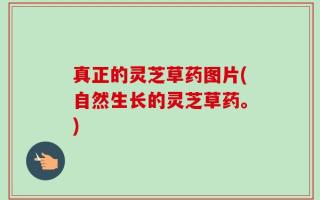 真正的灵芝草药图片(自然生长的灵芝草药。)