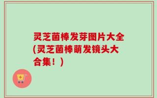灵芝菌棒发芽图片大全(灵芝菌棒萌发镜头大合集！)