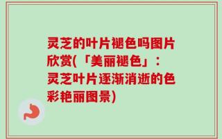 灵芝的叶片褪色吗图片欣赏(「美丽褪色」：灵芝叶片逐渐消逝的色彩艳丽图景)