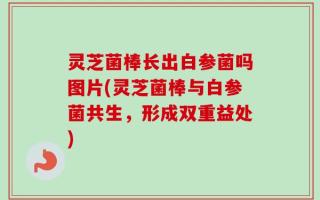 灵芝菌棒长出白参菌吗图片(灵芝菌棒与白参菌共生，形成双重益处)