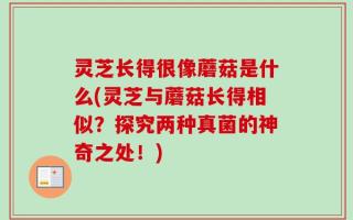 灵芝长得很像蘑菇是什么(灵芝与蘑菇长得相似？探究两种真菌的神奇之处！)