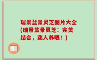 瑞景盆景灵芝图片大全(瑞景盆景灵芝：完美结合，迷人养眼！)
