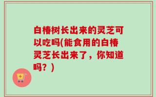 白椿树长出来的灵芝可以吃吗(能食用的白椿灵芝长出来了，你知道吗？)
