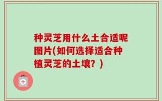 种灵芝用什么土合适呢图片(如何选择适合种植灵芝的土壤？)