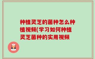 种植灵芝的菌种怎么种植视频(学习如何种植灵芝菌种的实用视频