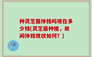 种灵芝菌挣钱吗现在多少钱(灵芝菌种植，田间挣钱现状如何？)