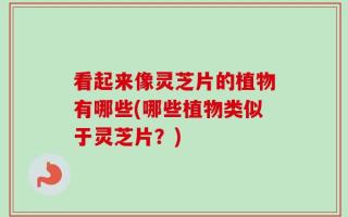 看起来像灵芝片的植物有哪些(哪些植物类似于灵芝片？)