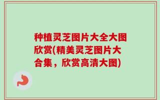 种植灵芝图片大全大图欣赏(精美灵芝图片大合集，欣赏高清大图)